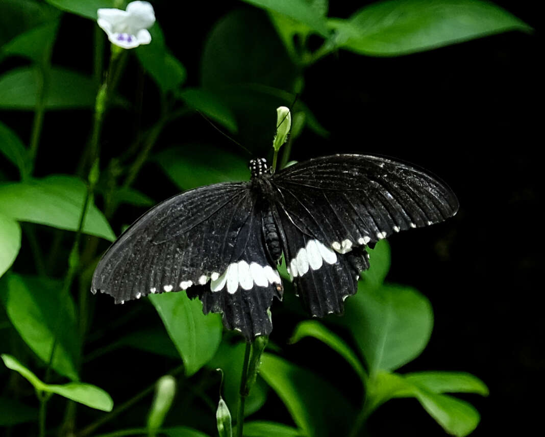 Avrupa’nın en büyüğü Konya’da! 10 bin farklı tür, 600 bin ziyaretçi 9